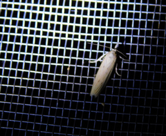 Ematheudes punctella