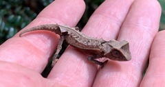 Brookesia decaryi