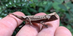 Brookesia decaryi