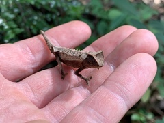 Brookesia decaryi
