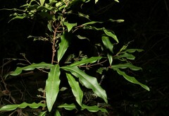 Syzygium ingens