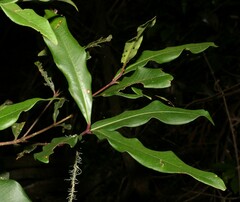 Syzygium ingens