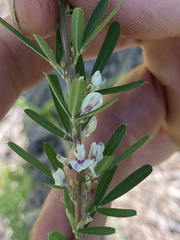 Lespedeza juncea