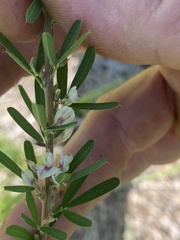 Lespedeza juncea