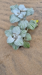 Arctotheca populifolia