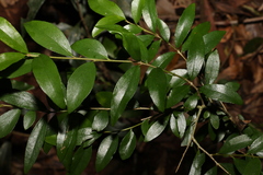 Pittosporum lancifolium