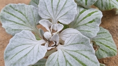 Arctotheca populifolia