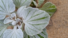 Arctotheca populifolia