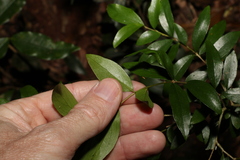 Pittosporum lancifolium