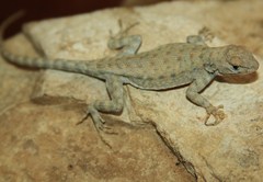 Sceloporus merriami