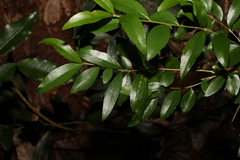 Pittosporum lancifolium