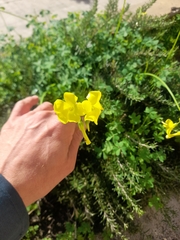 Oxalis pes-caprae
