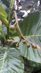 Dillenia suffruticosa