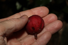 Syzygium ingens