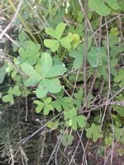 Oxalis pes-caprae