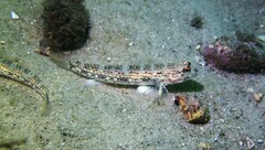 Istigobius hoesei
