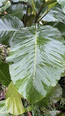 Dillenia suffruticosa