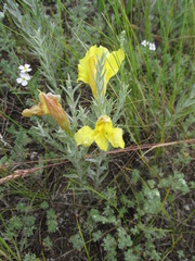 Cymbaria daurica