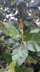 Dillenia suffruticosa