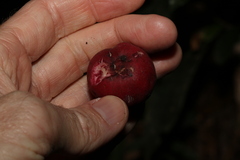 Syzygium ingens