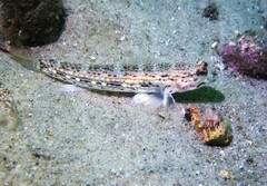 Istigobius hoesei