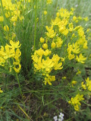 Haplophyllum dauricum