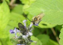 Eucera