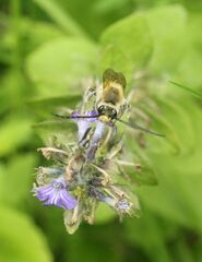 Eucera