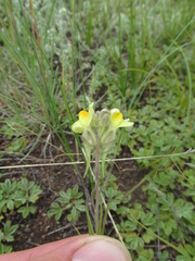 Linaria buriatica