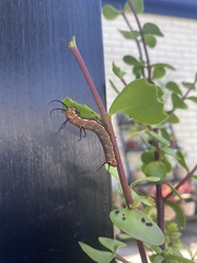 Euploea core corinna