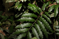 Cupaniopsis flagelliformis