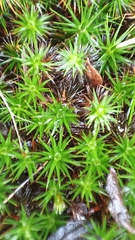 Polytrichum piliferum