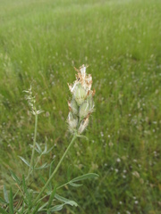 Oxytropis oxyphylla