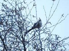 Aegithalos caudatus