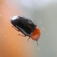 Triplax lepida