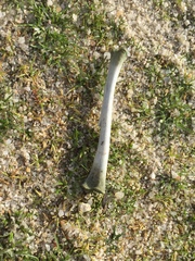 Vertebrata