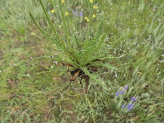 Crepis crocea