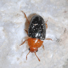 Triplax lepida