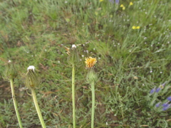 Crepis crocea