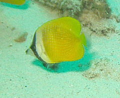 Chaetodon kleinii