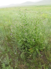 Cynoglossum divaricatum