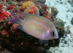 Mecaenichthys immaculatus