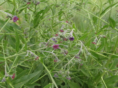 Cynoglossum divaricatum