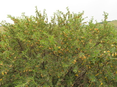 Caragana spinosa