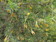 Caragana spinosa