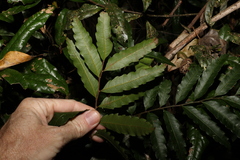 Cupaniopsis flagelliformis