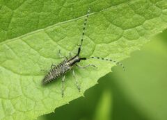 Agapanthia villosoviridescens