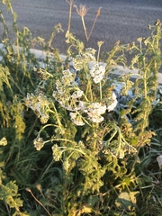 Achillea millefolium