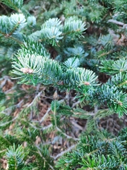 Abies cephalonica