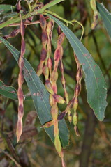 Acacia difformis